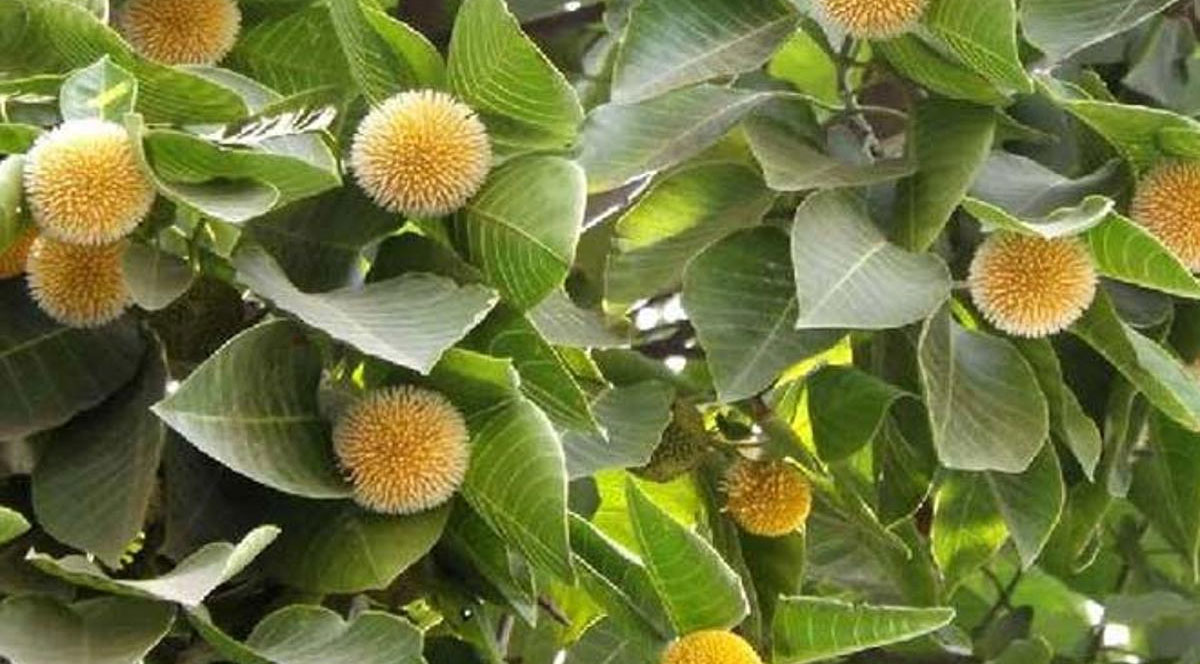 Kadamba Raja Kadamba Tree:ఆంజనేయుడి పుట్టుక వెనుక కదంబ వృక్షం! - BigTvLive