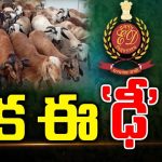 ED Focus On Sheep Scam in Telangana: గొర్రెల స్కాం 700కోట్లు.. రంగంలోకి ఈడీ