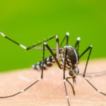 Dengue Alert in Bengaluru: బెంగళూరులో డెంగ్యూ డేంజర్ బెల్స్.. 3 వారాల్లో 1,000 కేసులు నమోదు..!