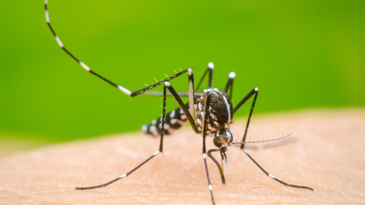 Dengue Alert in Bengaluru: బెంగళూరులో డెంగ్యూ డేంజర్ బెల్స్.. 3 వారాల్లో 1,000 కేసులు నమోదు..!