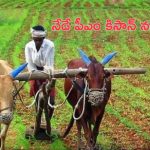 PM Kisan 17th Installment: రైతులకు గుడ్ న్యూస్.. నేడు పీఎం కిసాన్ నగదు జమ!