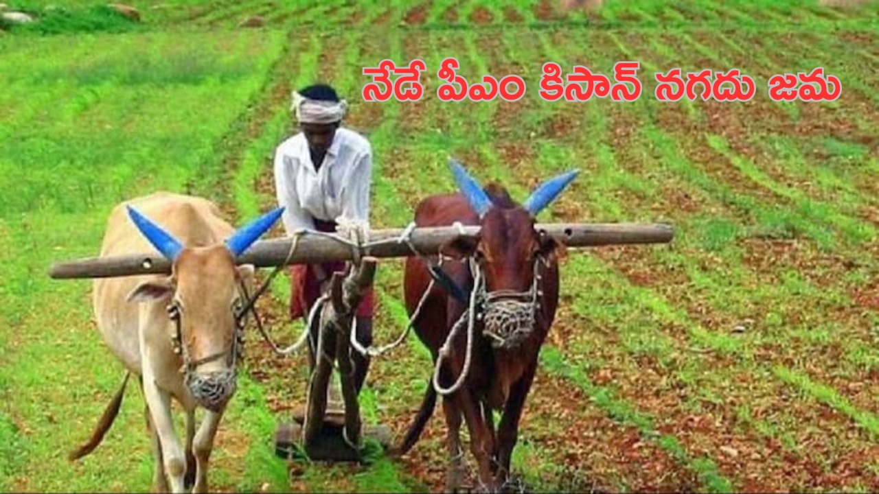 PM Kisan 17th Installment: రైతులకు గుడ్ న్యూస్.. నేడు పీఎం కిసాన్ నగదు జమ!