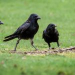 Kenya: చుక్కలు చూపిస్తున్న కాకులు.. తట్టుకోలేకపోతున్న జనాలు.. చివరకు..