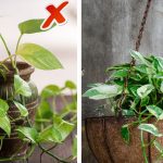 Money Plant: మీ ఇంట్లో మనీ ప్లాంట్ పెంచుకుంటున్నారా ? అయితే ఈ తప్పులు చేయకండి.