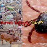 Congo Virus Pakistan: పాకిస్తాన్‌లో కాంగో వైరస్ కలకలం.. వణుకుతున్న దక్షిణాసియా దేశాలు..!