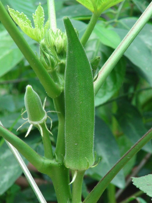 Health Benefits of Okra Water and Okra : ఈ టిప్ కేవలం 30 సంవత్సరాల పురుషులకు మాత్రమే..!
