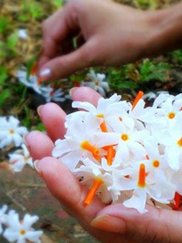 Which flowers should not be used in puja ?: పూజలో ఏ పువ్వులు వాడకూడదు..?