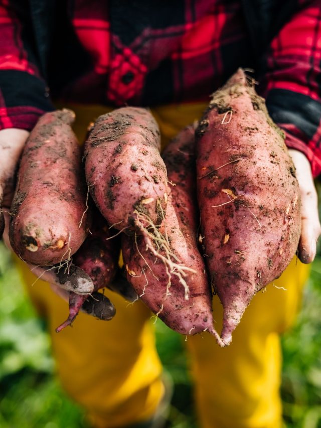 Health Benefits of Sweet Potato