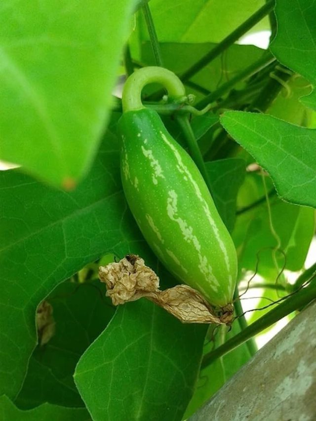 దొండకాయ గురించి తెలిస్తే మీరు షాకవుతారు..! : Health benefits of Green pan / Dondakaya