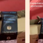 King Cobra in Amazon Parcel: అమెజాన్ పార్శిల్ లో కింగ్ కోబ్రా.. అదృష్టం బాగుండి అలా జరిగింది (వైరల్ వీడియో)