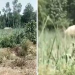 Viral Video: దారుణం.. రీల్స్ పిచ్చితో ఏనుగు చేతిలో ప్రాణాలు కోల్పోయాడు