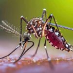 Malaria Fever: వానాకాలంలో దోమల బెడద.. మలేరియా వ్యాపిస్తే ఈ జాగ్రత్తలు పాటించండి