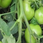 Tomatoes: పచ్చి టమాటలతో ఎన్ని ప్రయోజనాలో తెలుసా..