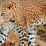 Leopard: చిరుత పులి మళ్లీ వచ్చింది.. భయాందోళనలో మహానంది ప్రజలు
