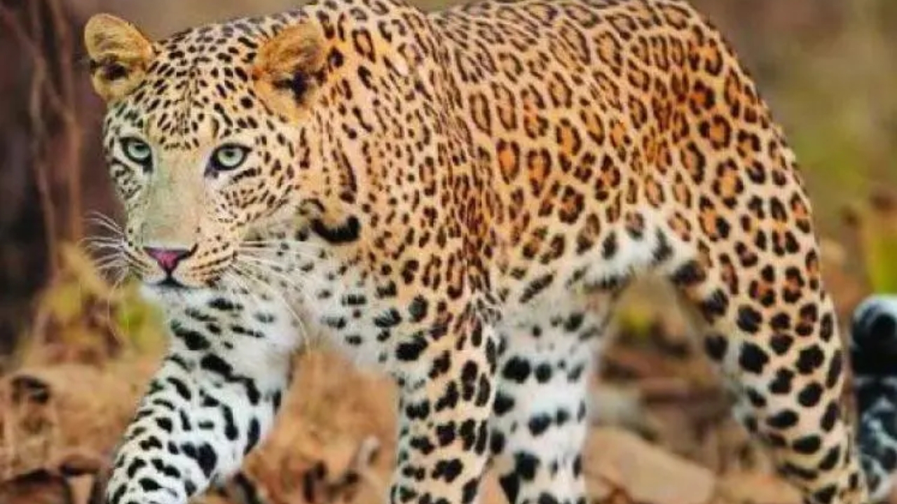 Leopard: చిరుత పులి మళ్లీ వచ్చింది.. భయాందోళనలో మహానంది ప్రజలు