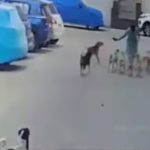 Dog Attack Video: మహిళపై 15 కుక్కలు దాడి.. వీడియో వైరల్