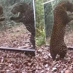 Leopard Viral Video: హా..హా.. అద్దంలో తనను తాను చూసుకుని బెదిరిపోయిన చిరుత.. నవ్వులు పూయిస్తున్న వీడియో!