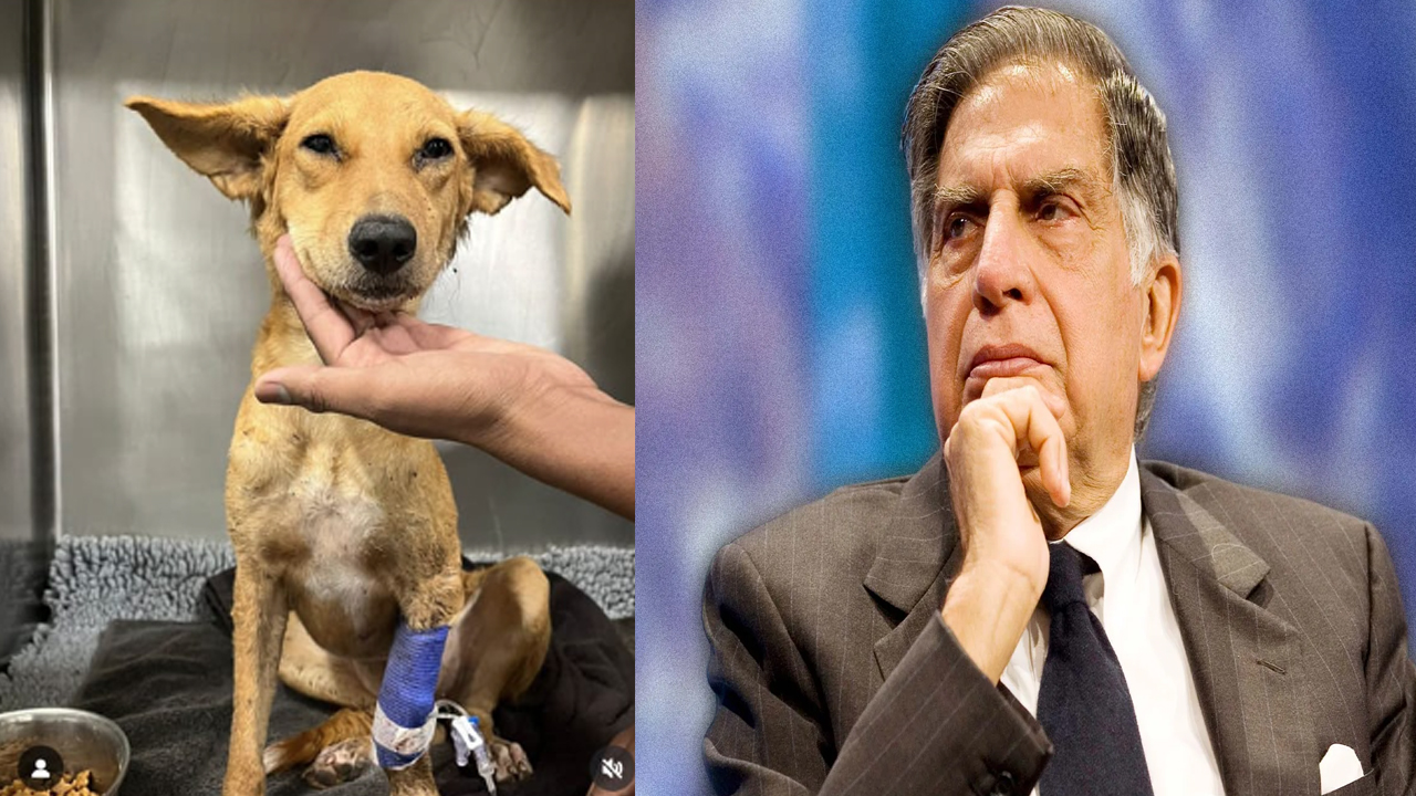 Ratan Tata Request: నెటిజన్లకు రతన్ టాటా రిక్వెస్ట్.. “ప్లీజ్ దానిని కాపాడండి”..!