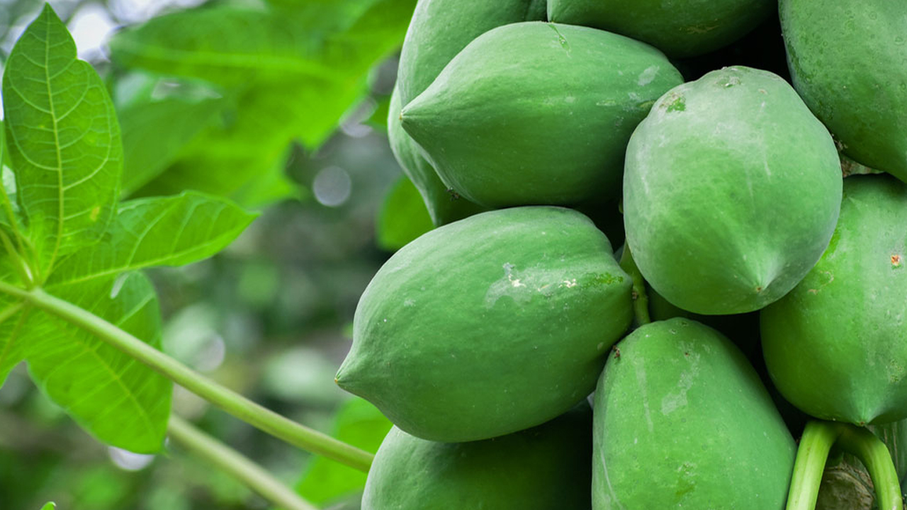 Raw Papaya Benefits: పచ్చిబొప్పాయితో ఊహించ‌ని ఆరోగ్య ప్రయోజనాలు..
