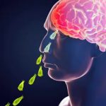 Amoebic Meningoencephalitis: ‘బ్రెయిన్ ఈటింట్ అమీబా’ అంటే ఏంటి.. దాని లక్షణాలు ఎలా ఉంటాయి ?