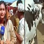 Pakistan Viral Video: లైవ్‌లో మహిళా జర్నలిస్ట్‌పై ఎద్దు దాడి చేసిన వీడియో వైరల్