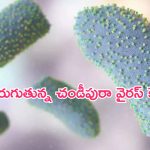Chandipura virus in Gujarat: ముంచుకొస్తున్న మరో వైరస్.. గుజరాత్‌లో 16 మంది మృతి