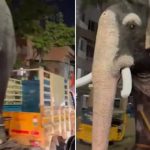 Viral Video: ఏనుగుని చూసి షాక్ అయిన ఐఏఎస్ అధికారి.. ఎందుకో తెలుసా