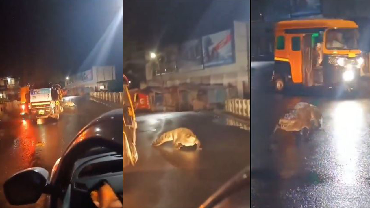 Crocodile Halchal at busy road: మహారాష్ట్రలో భారీ వర్షాలు, రోడ్డుపైకి మొసలి, కొట్టుకుపోయిన ఫ్యామిలీ