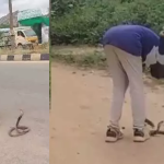 A.P:తాగిన మైకంలో నాగుపాముతో సయ్యాటలాడాడు.. అంతే మరి