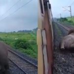 Viral Video: ఏనుగును ఢీ కొట్టిన రైలు.. వీడియో వైరల్