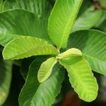 Guava Leaves: ఔషధం లాంటి ఈ ఆకులతో మలబద్ధకం, జీర్ణక్రియ సమస్యలకు చెక్..