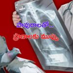 Pigeon Diseases to Human: పావురాలతో ప్రాణాలకే  ముప్పు.. జాగ్రత్తగా ఉండకపోతే ఇక అంతే !