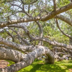 Mahaboobnagar:పాలమూరుకే తలమానికం..పిల్లల మర్రి మహావృక్షం