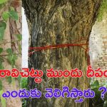 Ravi Chettu Pooja: రావిచెట్టు ముందు దీపం ఎందుకు వెలిగిస్తారు ? దాని ప్రాముఖ్యత ఏమిటి ?