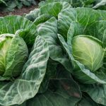 Cabbage Benefits: క్యాబేజీ తింటే ఆరోగ్యానికి ఎన్ని ప్రయోజనాలు తెలిస్తే షాక్ అవుతారు..