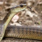 Snake bites School Students: పాఠశాలలో కలకలం.. ముగ్గురు విద్యార్థులను కాటేసిన పాము?
