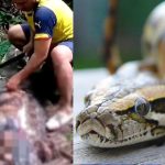 Woman found dead in python: ఇండోనేషియాలో దారుణం, మహిళను మింగేసిన కొండ చిలువ
