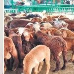 Sheep Distribution Scam: దూకుడు పెంచిన ఏసీబీ.. గొర్రెల స్కాం విచారణ వేగవంతం