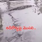 Crocodile on Road : అమ్మో! మొసలి.. హడలెత్తిపోయిన ప్రజలు