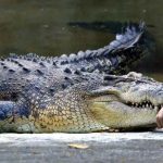 Crocodile Attacks Boy| బాలుడిని ఒక్కసారిగా నోటితో పట్టుకన్న మొసలి.. పక్కనే ఉన్న గొర్రెల కాపరి ఏం చేశాడంటే?.