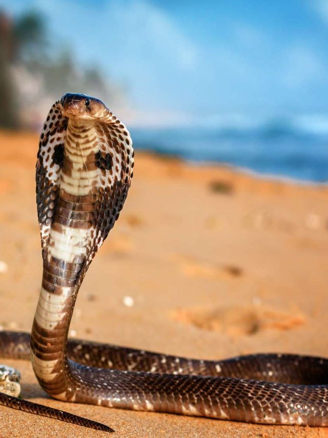 Striking Facts About the King Cobra Snake