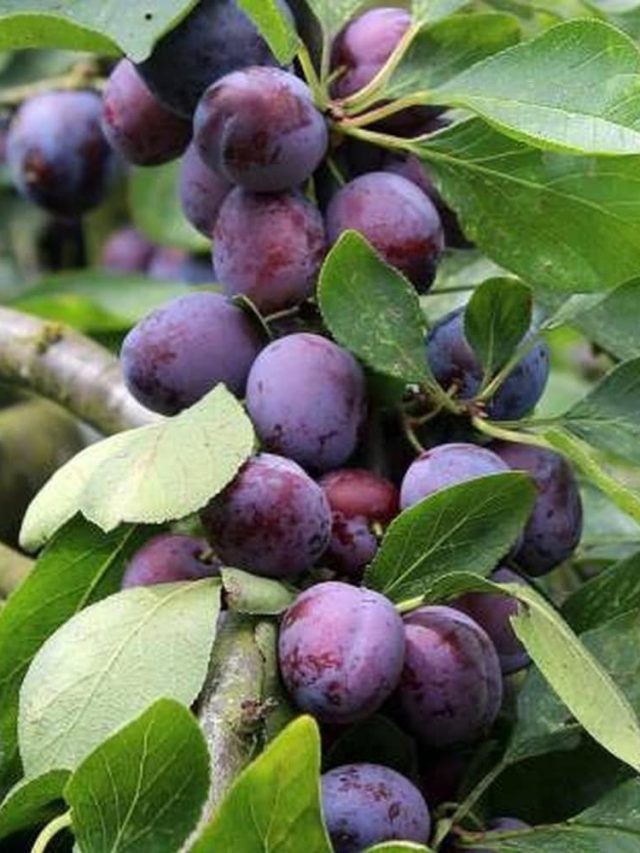 Alu Bukhara fruit is also consumed as dry fruits