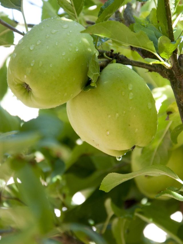Eating green apple daily can prevent many diseases