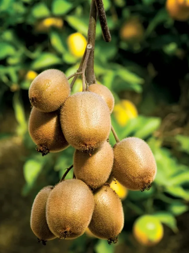 Kiwi fruits boost immunity