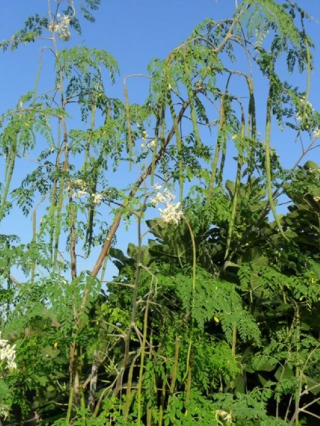 Munaga leaves, flowers and stems are good for health