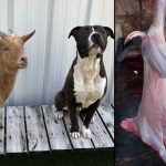 Dog Meat In Bengaluru| బెంగళూరులో 2700 కిలోల కుక్క మాంసం?.. రాజస్థాన్ నుంచి రైలు మార్గాన రవాణా..