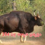 Nallamala Forest: 154 ఏళ్ల తర్వాత నల్లమల అడవుల్లో ప్రత్యక్షమైన అడవి దున్న