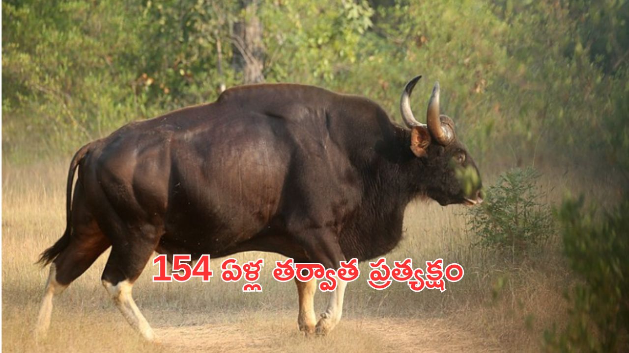 Team India Zimbabwe Tour: ఆ ముగ్గురూ లేకుండానే.. జింబాబ్వే బయలుదేరిన యువ జట్టు