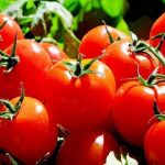 Benfits Of Tomato: ఇష్టమని చెప్పి అతిగా టమాటాలు తింటున్నారా.. ఎంత ప్రమాదమో తెలుసా