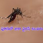 Zika Virus in Pune : జికా వైరస్ కలవరం.. పూణెలో 6 కేసులు